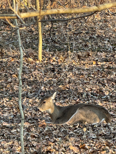 White-tailed Deer