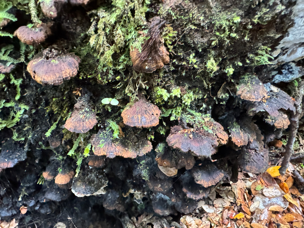 Inonotus nothofagi · January 2026 · photo: © davidthompson5 (iNaturalist, cc-by)