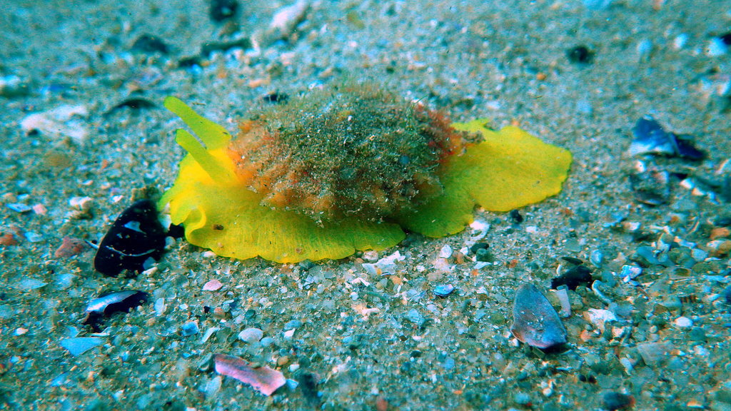 Small Umbrella Slug
