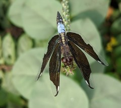 Palpopleura lucia