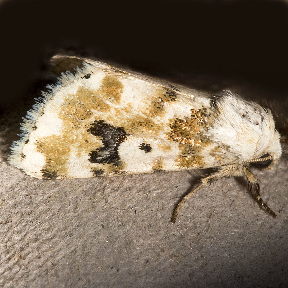 Heliothinae