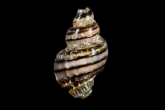 Paciocinebrina gracillima