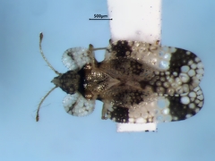 Corythucha mollicula