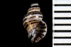 Paciocinebrina gracillima