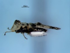 Corythucha mollicula