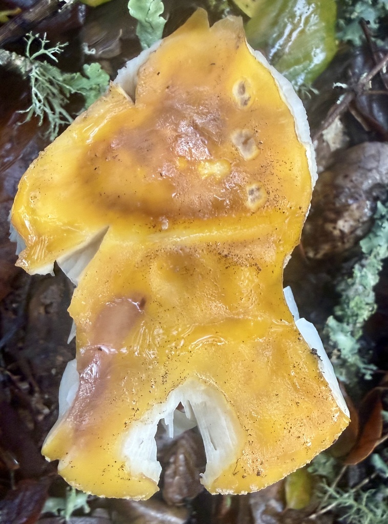 Amanita augusta · January 2026 · photo: © hllrnnr (iNaturalist, cc0)