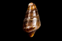 Pseudomelatomidae