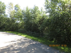 Corythucha mollicula