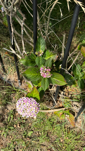 Hortênsia