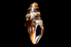 Pseudomelatomidae