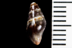 Pseudomelatomidae
