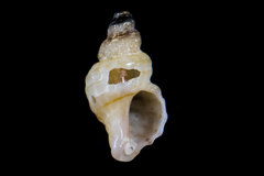 Ocinebrina