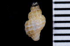 Ocinebrina