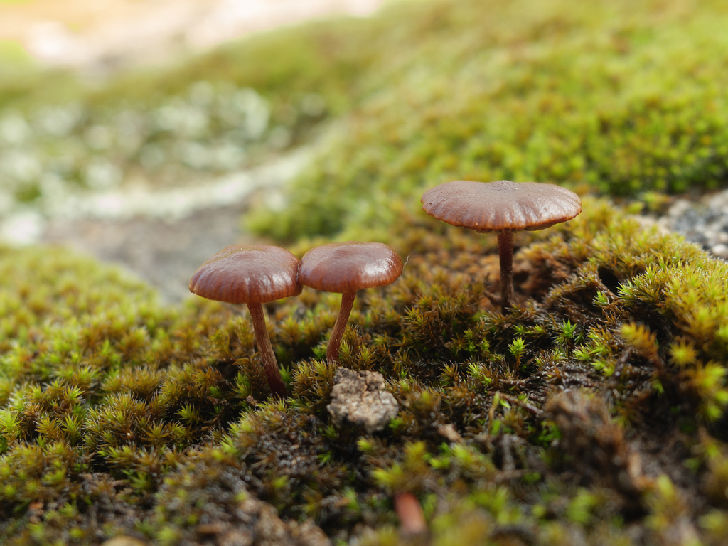 Deconica montana · January 2026 · photo: © borjitaaa (iNaturalist, cc-by)