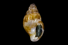 Amphissa versicolor