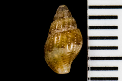 Amphissa versicolor