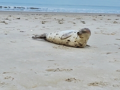 Pagophilus groenlandicus