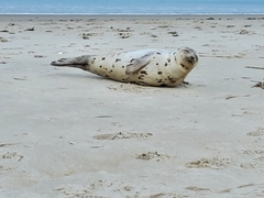 Pagophilus groenlandicus