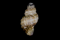 Paciocinebrina atropurpurea