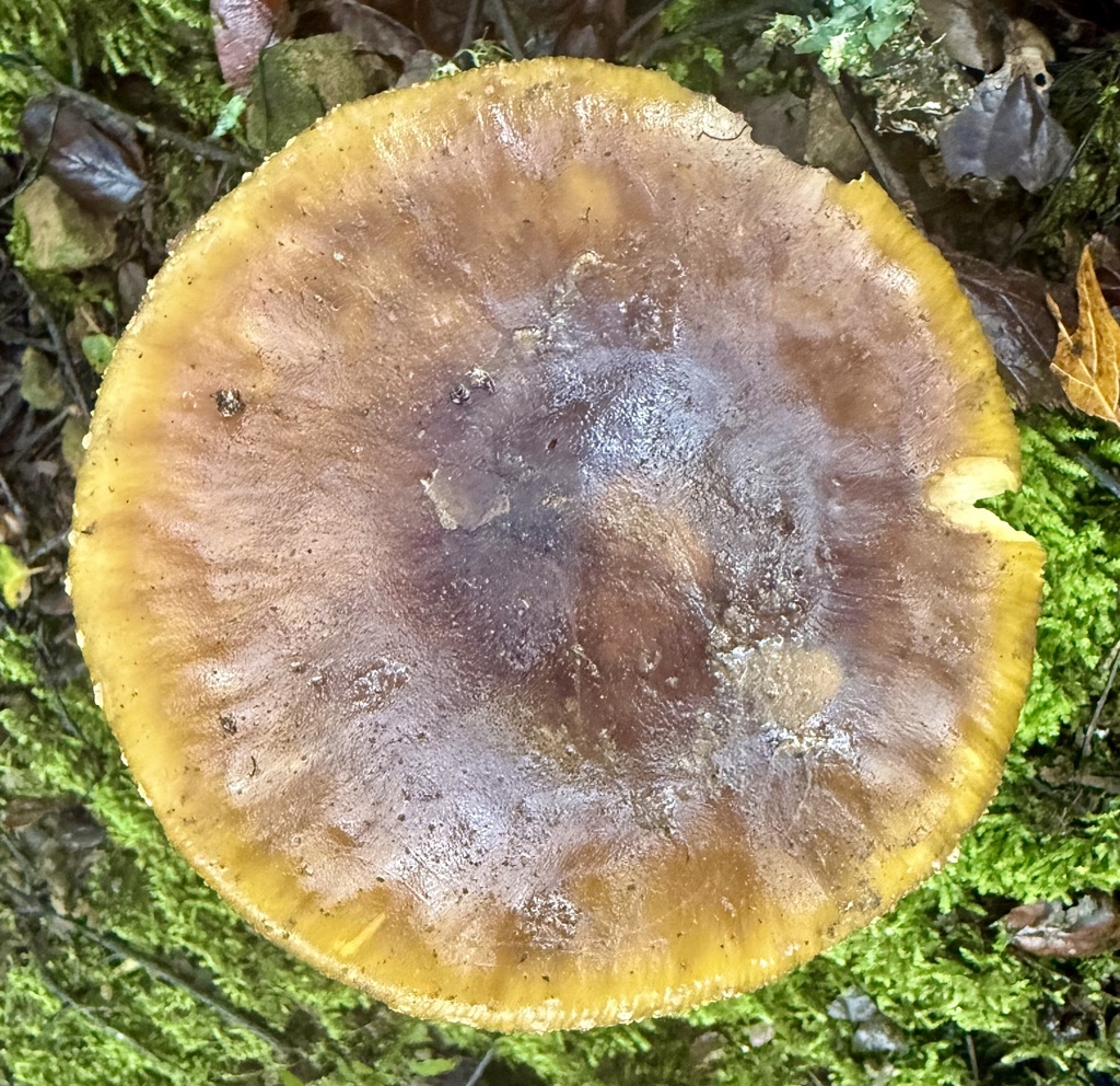 Amanita augusta · January 2026 · photo: © hllrnnr (iNaturalist, cc0)