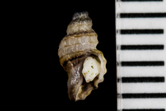 Paciocinebrina atropurpurea