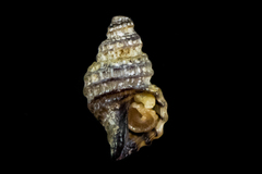 Ocinebrina