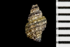Ocinebrina