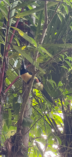 Collared Aracari (Pteroglossus torquatus), photo 7