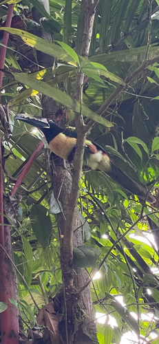 Collared Aracari (Pteroglossus torquatus), photo 8
