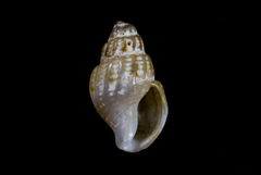 Amphissa versicolor