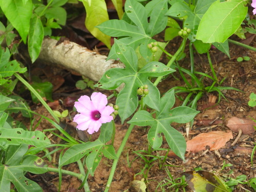 Ipomoea mauritiana iNat (3)