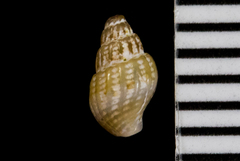 Amphissa versicolor