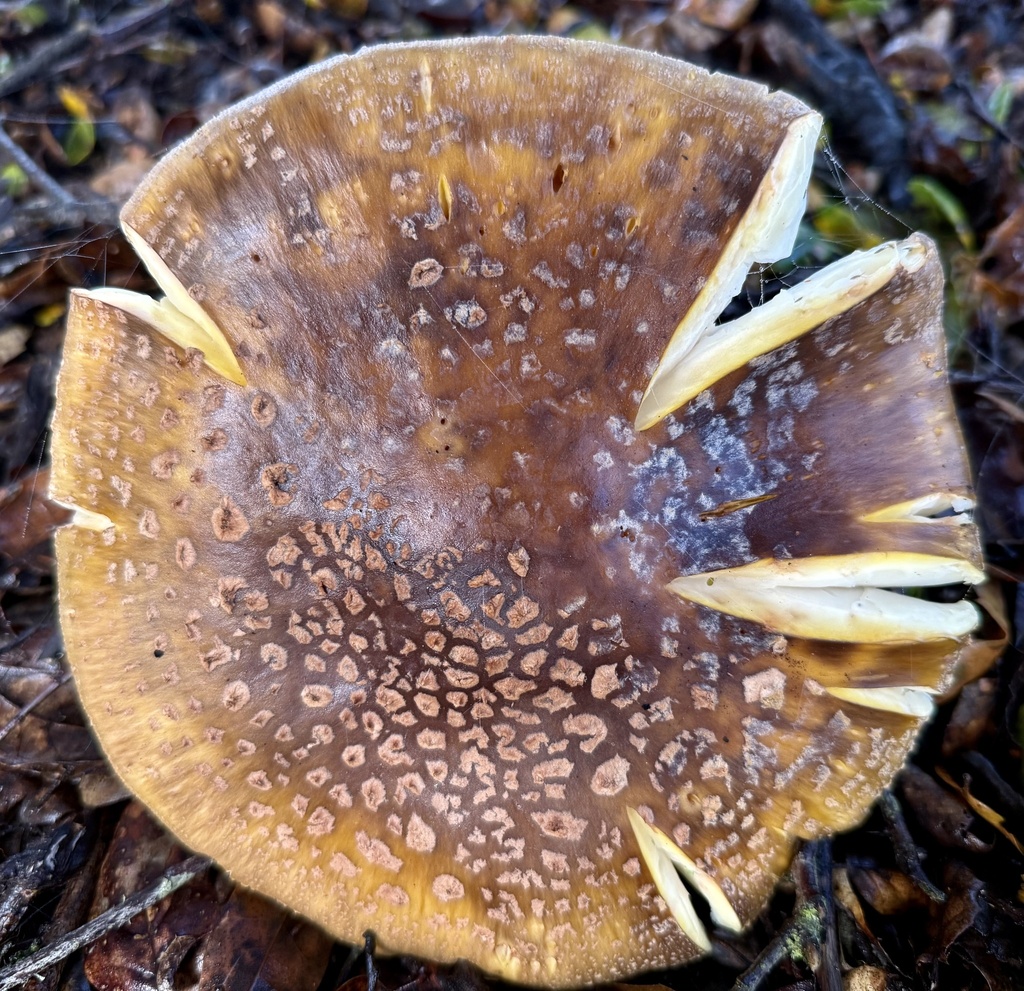 Amanita augusta · January 2026 · photo: © hllrnnr (iNaturalist, cc0)