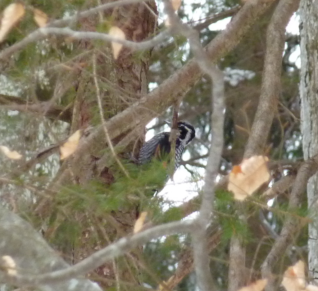 Eurasian Three-toed Woodpecker