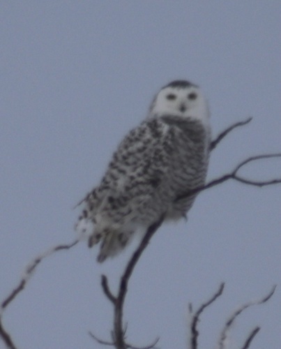 Snowy Owl