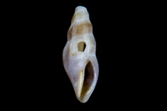 Ithycythara hexagona