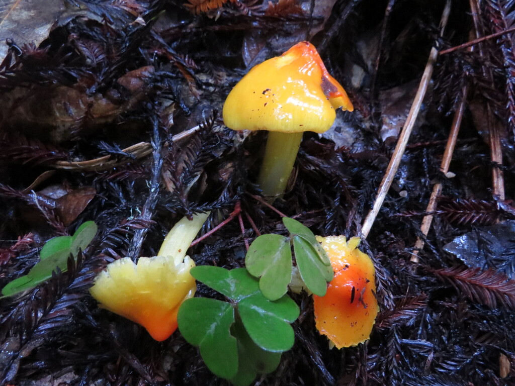 Hygrocybe acutoconica · December 2025 · photo: © garth_harwood (iNaturalist, cc-by)