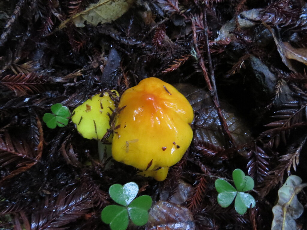 Hygrocybe acutoconica · December 2025 · photo: © garth_harwood (iNaturalist, cc-by)