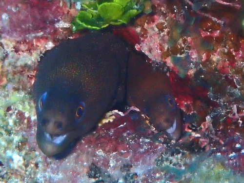Bastard eel (Gymnothorax miliaris) — Muraenidae — 3