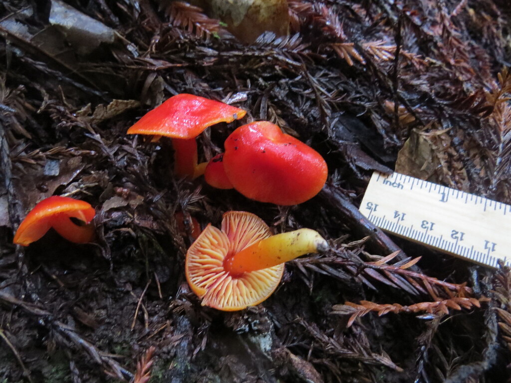 Hygrocybe laetissima · December 2025 · photo: © garth_harwood (iNaturalist, cc-by)