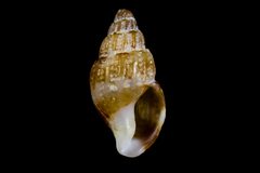 Amphissa versicolor