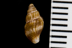 Amphissa versicolor