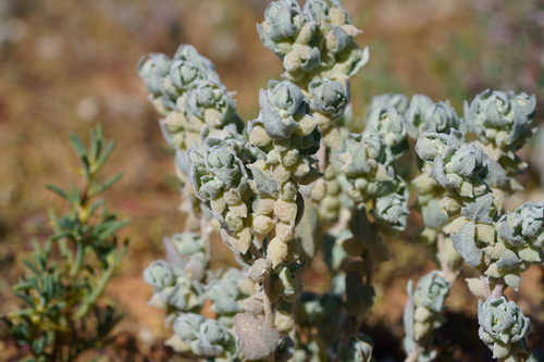 Pop saltbush (Atriplex spongiosa)