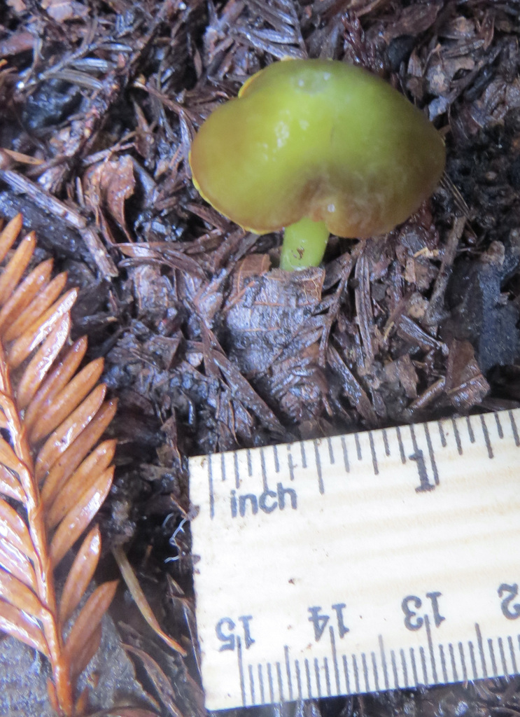 Hygrocybe virescens · December 2025 · photo: © garth_harwood (iNaturalist, cc-by)