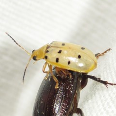 Walterianella durangoensis