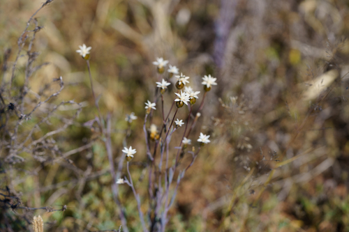 Slender Sunray (Rhodanthe stricta)