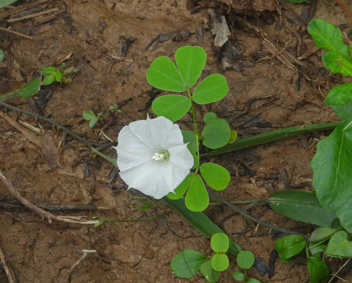 Whitejacket (Aniseia martinicensis)