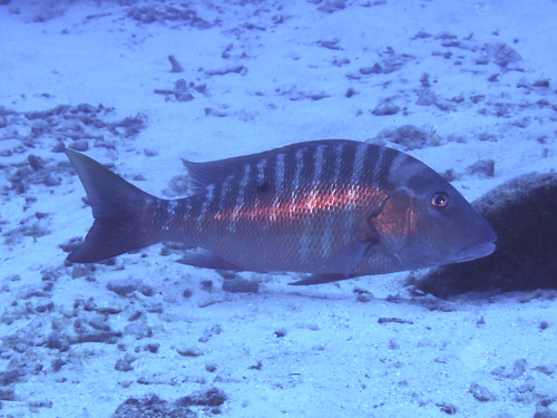 Mutton fish (Lutjanus analis) — Lutjanidae