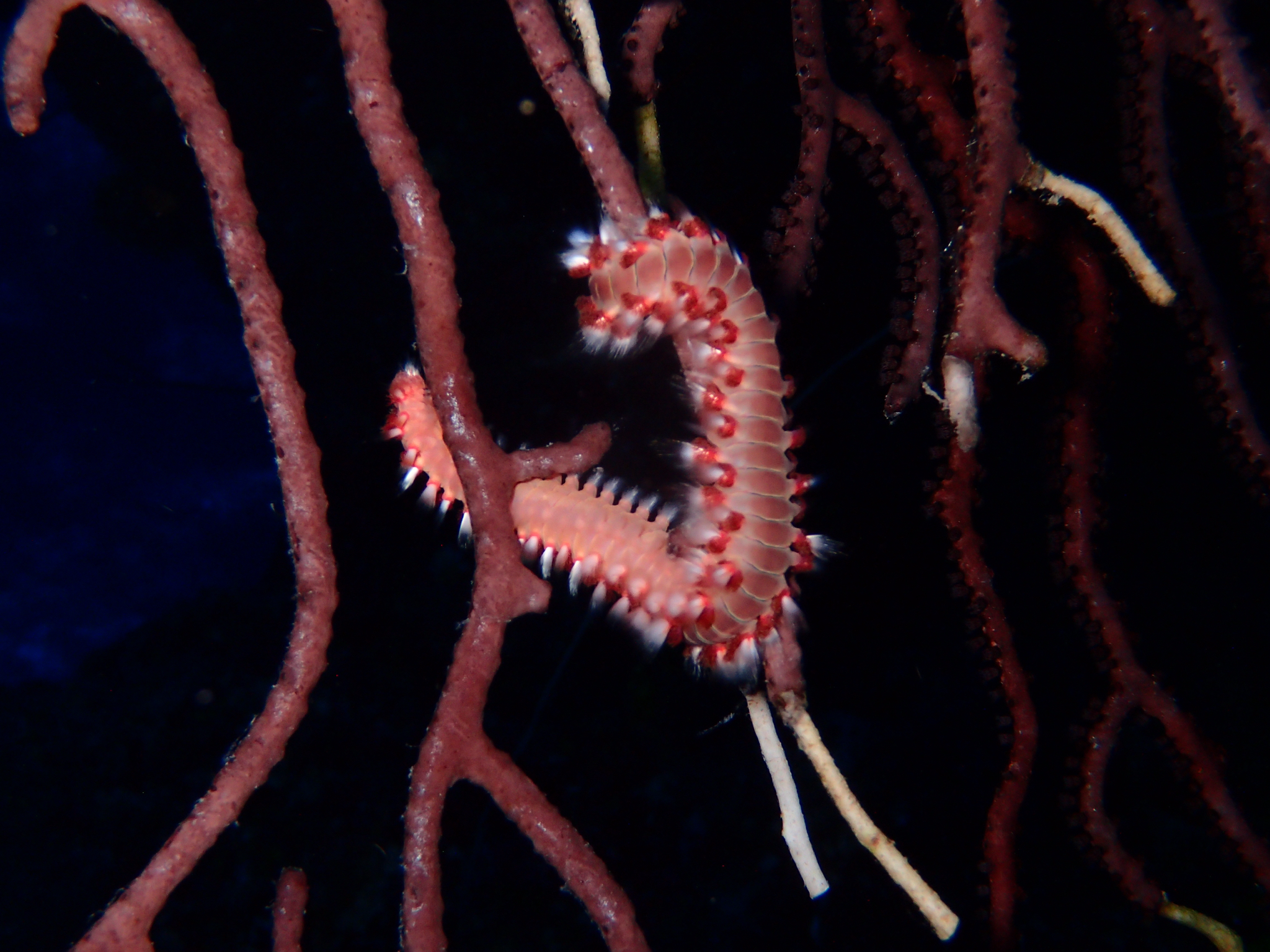 Hermodice carunculata (Pallas, 1766)