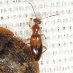 Ischyropalpus